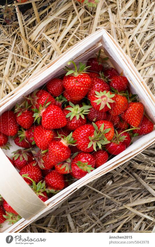 ein Holzkorb prall gefüllt mit Erdbeeren steht auf Stroh Sommer Obst pflücken Erdbeerfeld rot Korb Landleben Ernte - Pflanze Frucht frisch Feld lecker reif