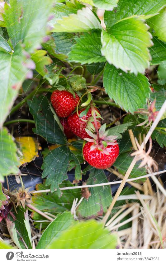 Erdbeerpflanze mit reifen roten und unreifen grünen Erdbeeren auf einem Erdbeerfeld Sommer Obst pflücken Landleben Ernte - Pflanze Frucht frisch Feld lecker