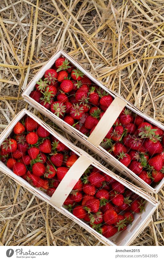 zwei Holzkörbe prall gefüllt mit Erdbeeren stehen nebeneinander auf Stroh Sommer Obst pflücken Erdbeerfeld rot Korb Landleben Ernte - Pflanze Frucht frisch Feld
