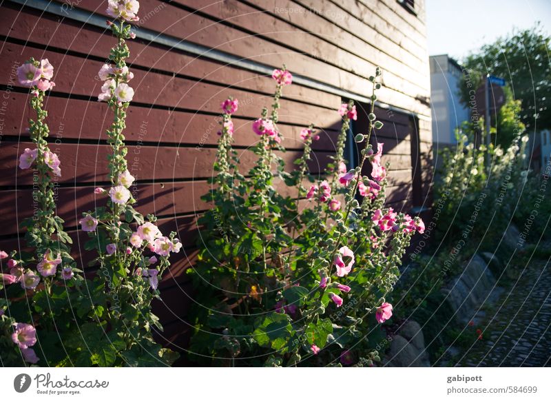 Es wird... Umwelt Sonnenlicht Sommer Schönes Wetter Pflanze Blume Sträucher Stockrose Garten Haus Fassade Blühend natürlich Stadt Lebensfreude Frühlingsgefühle