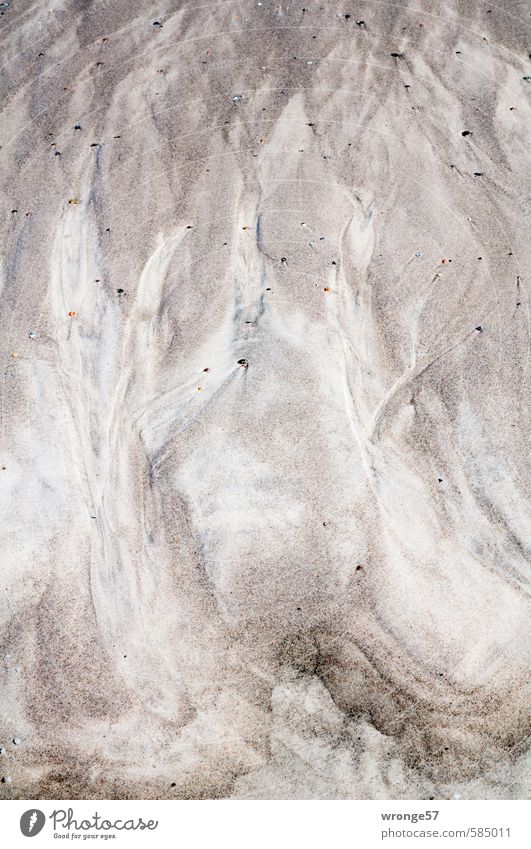 Sandbäume Natur Sommer Küste Strand Ostsee Insel Rügen braun grau Sandstrand Muster abstrakt Baum träumen Spülsaum Wasserrinne Priel Spurrinne Spuren Farbfoto