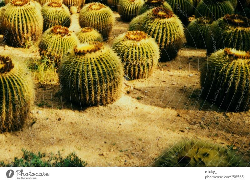 stachelparade Kaktus grün Feld Kaktusfeld Fensterbrett caktus Schmerz auuuutsch ich bin in ein kaktusfeld gefallen Stachel mein kleiner grüner kaktus