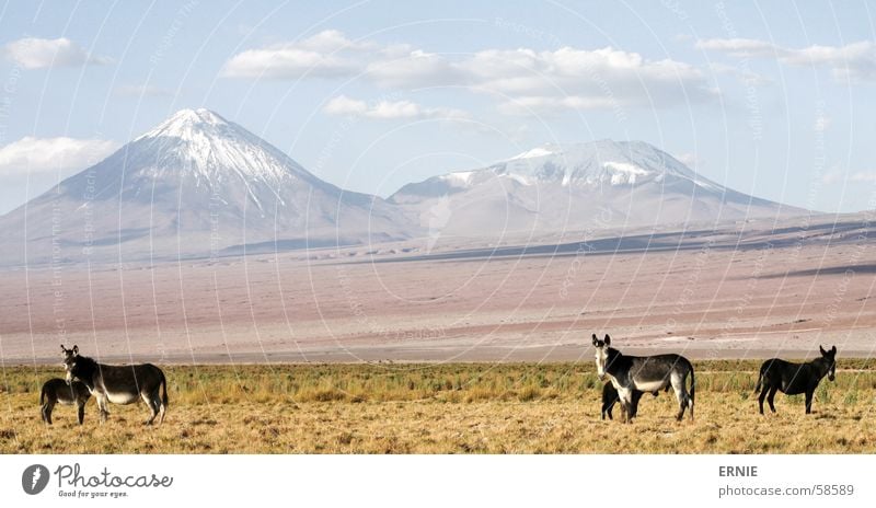 eMule illegal ? Chile San Pedro de Atacama Salar de Atacama Tier Wolken Gras Ferien & Urlaub & Reisen ladnschaft Vulkan Himmel landscape