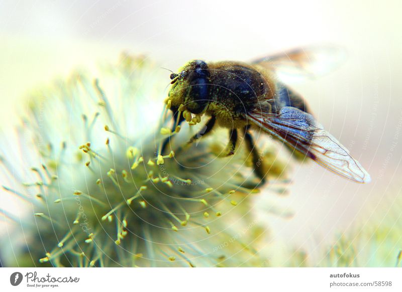 Honigbiene hautnah Biene Pollen Makroaufnahme