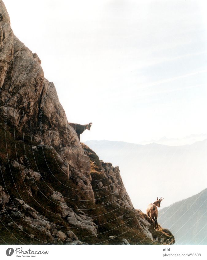 gamsn Gemse Körperbeherrschung Ferien & Urlaub & Reisen Wildnis Nebel alpin Bundesland Tirol Berge u. Gebirge Kalkalpen Felsen Klettern Geschicklichkeit Natur