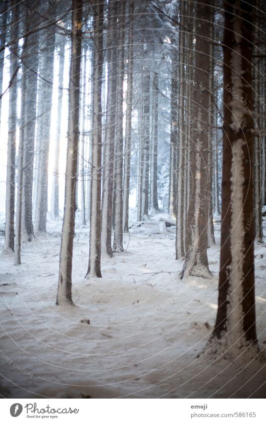 in Reih und Glied Umwelt Natur Landschaft Winter Schnee Baum Wald kalt natürlich Farbfoto Gedeckte Farben Außenaufnahme Menschenleer Tag