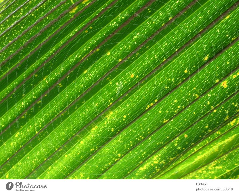Gründiagonal Blatt grün Botanik Palme Urwald Park Streifen Leben Frühlingsgefühle frisch Gesundheit Gift ruhig Innenaufnahme Gegenlicht Natur vegitation