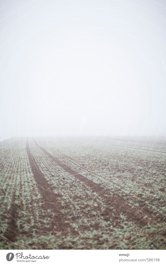 Tristesse Umwelt Natur Landschaft Herbst schlechtes Wetter Nebel Feld natürlich grau grün Farbfoto Gedeckte Farben Außenaufnahme Menschenleer Textfreiraum oben