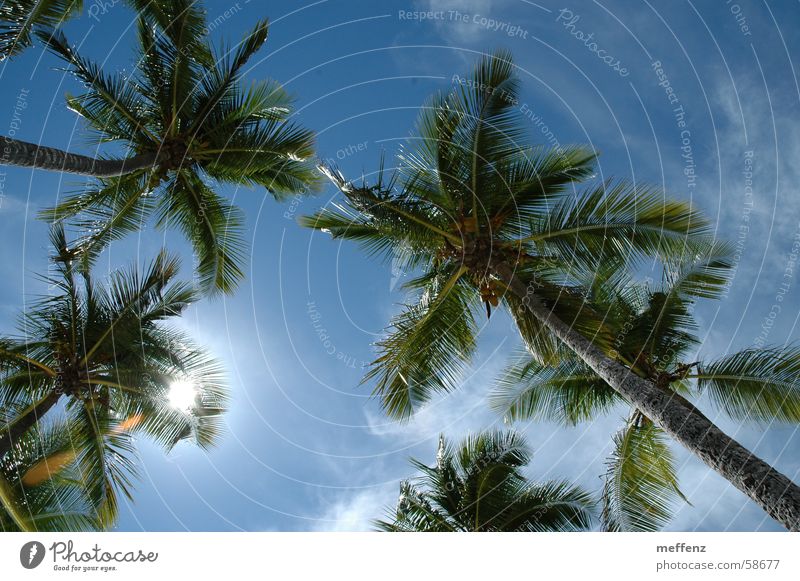 Karibiktraum Palme Ferien & Urlaub & Reisen Guadeloupe Sommerurlaub Kuba Himmel Sonne