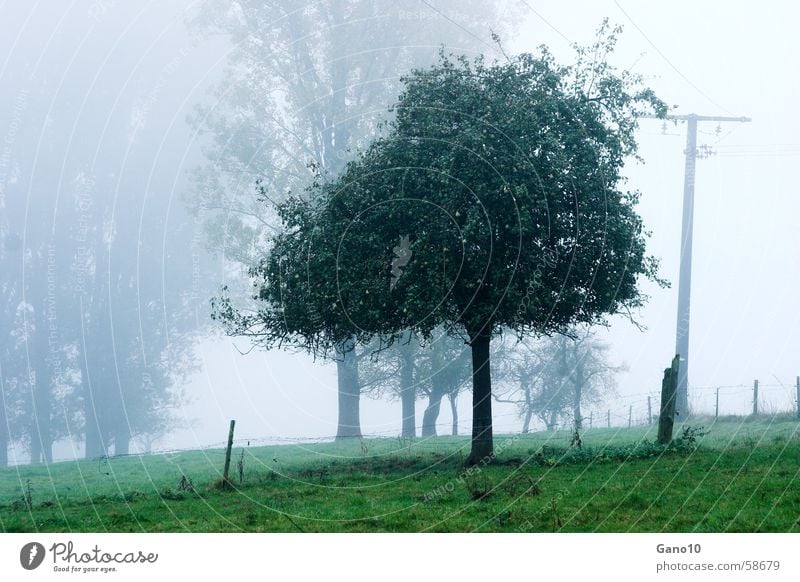 Eifelnebel Nebel Baum grün Stimmung Wiese Apfelbaum fog tree trees meadow