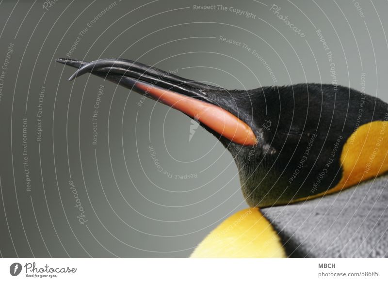 Krummschnabel Pinguin Königspinguine Schnabel schwarz Tier grau