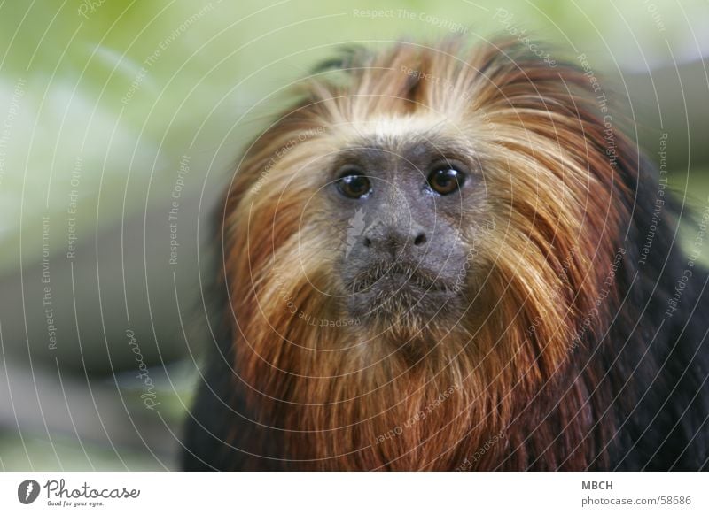 Löwenäffchen Affen klein Tier gelb schwarz Mähne Schnauze gold Auge Nase