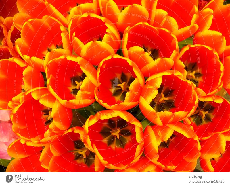 Tulips Tulpe Blume Keukenhof Natur the netherlands die niederlande flowers colour color Farbe