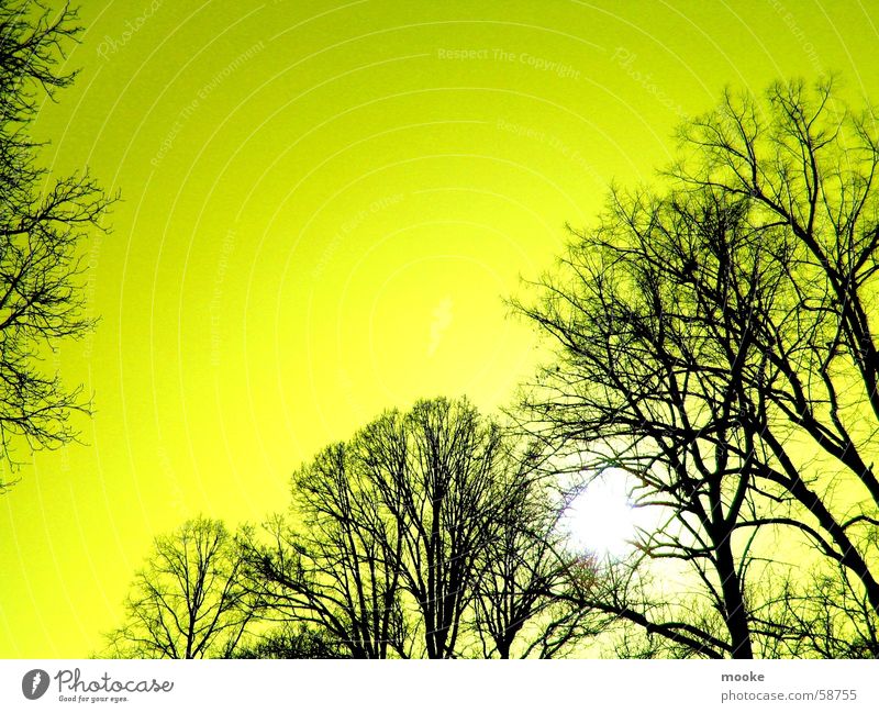 Yellow Sky Baum gelb schwarz Himmel Sonne