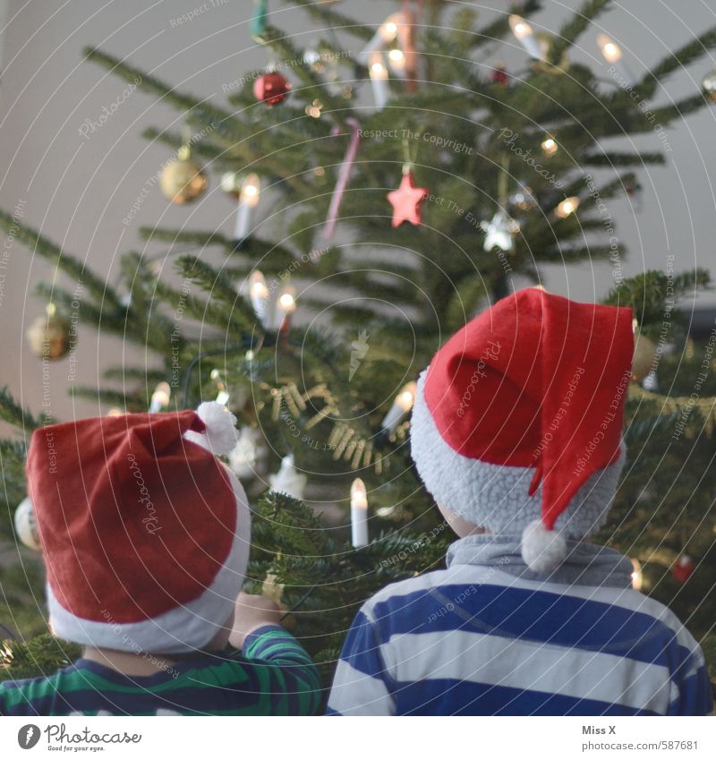 Zwei Wichtel Feste & Feiern Weihnachten & Advent Mensch Kind Kleinkind Junge 2 1-3 Jahre 3-8 Jahre Kindheit Winter Baum Mütze Gefühle Glück Fröhlichkeit