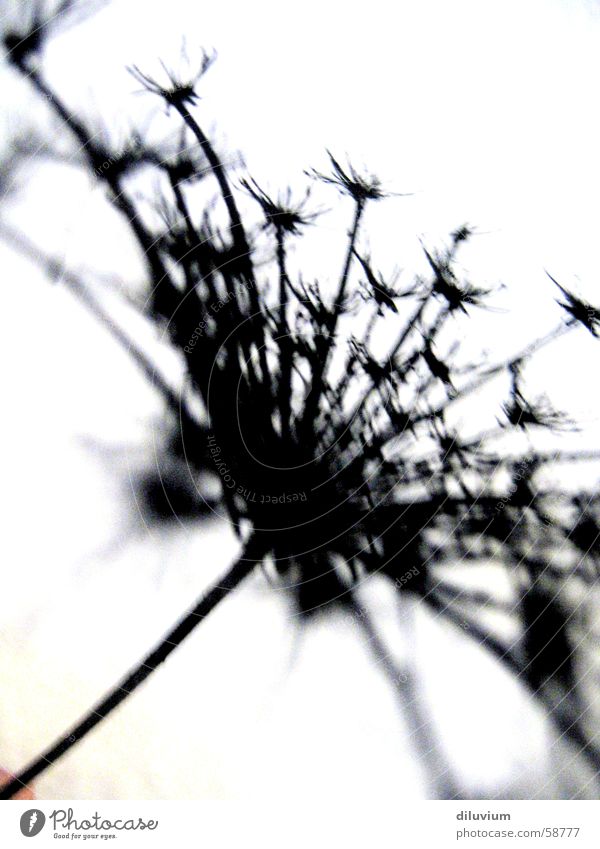 black painted flower corpse Blume schwarz verzweigt dünn weiß Tod Acryl hintegrund Unschärfe