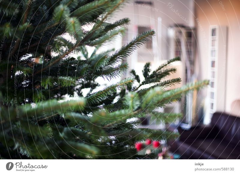 es weihnachtet Lifestyle Häusliches Leben Raum Wohnzimmer Feste & Feiern Weihnachten & Advent Winter Tannenzweig Weihnachtsbaum stachelig grün Gefühle Stimmung