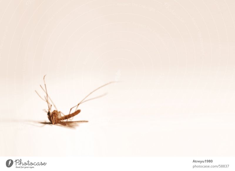 ..klinisch tot Stechmücke leer stechen Plage Sommer Insekt steriel Tod Beine Flügel hell Rücken atreyu