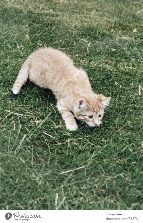 klein Spencl Katze Wiese grün rot Spielen Hauskatze getiegert Rasen orange Jagd