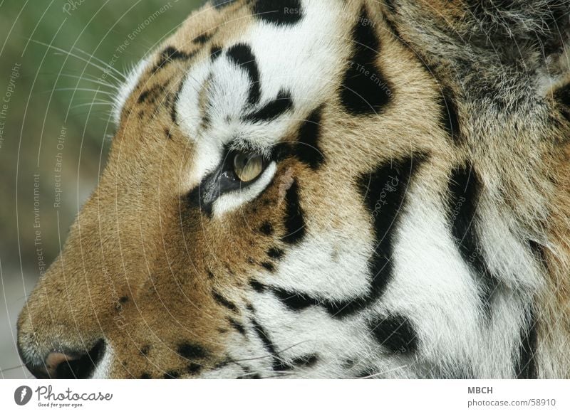 Tigerauge Tier Katze Raubkatze schwarz weiß nah Fell Muster Streifen orange Nase Auge