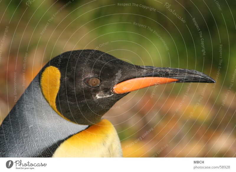 Pinguinauge König Schnabel schwarz grau gelb Tier orange Auge