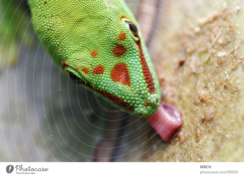 Auch Lecker Gecko lutschen grün rot Muster Schnauze nah Tier Madagaskar Zunge Punkt Nase Makroaufnahme