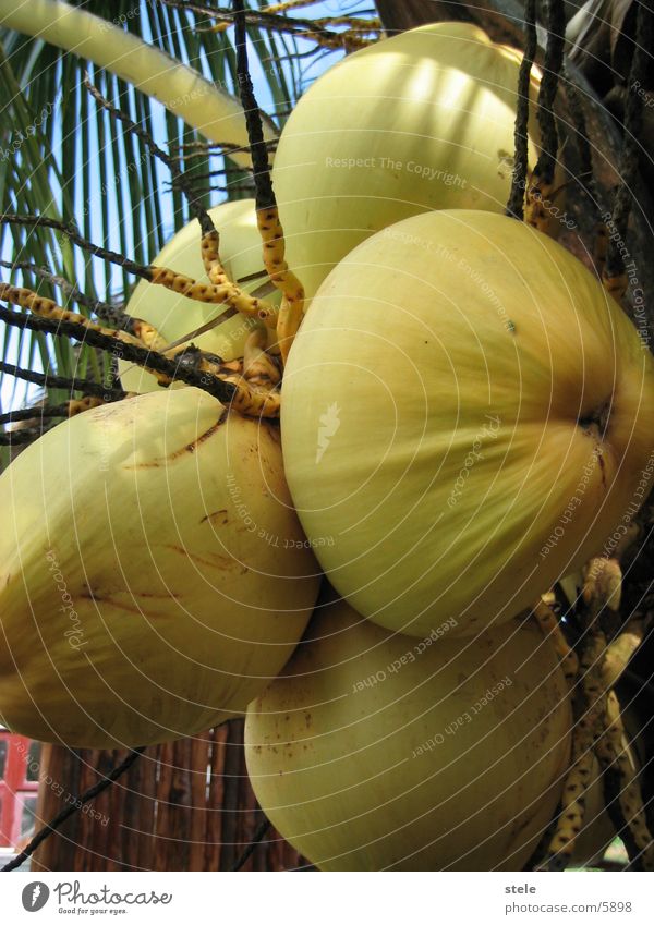 Kokusnüsse Kuba Gesundheit kokusnüsse Frucht