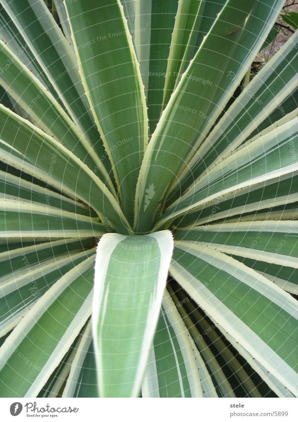 Kaktus - Agave Pflanze