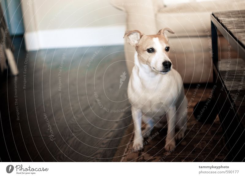 Weißer Jack Russell Terrier Hund Sofa Wohnzimmer Tier Haustier 1 sitzen stark weich weiß selbstbewußt gehorsam Freundschaft Treue Jack-Russell-Terrier Begleiter