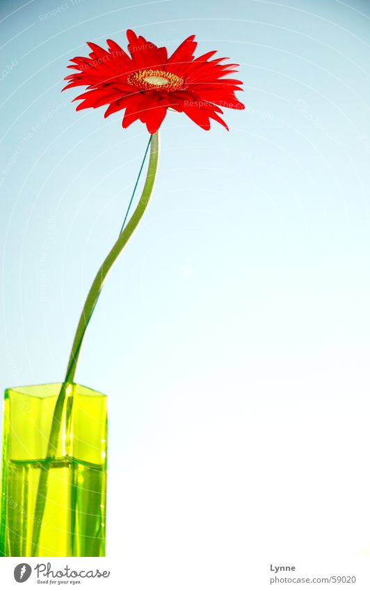 Gerbera rot grün Vase Frühling Sehnsucht Blatt Blume blau Himmel mehrfarbig Stengel