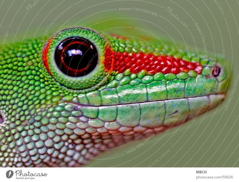 Kleiner mal ganz gross Gecko grün rot Muster Schnauze nah braun Pupille Tier Makroaufnahme Auge Blick in die Kamera Tiergesicht Tierporträt mehrfarbig Kopf