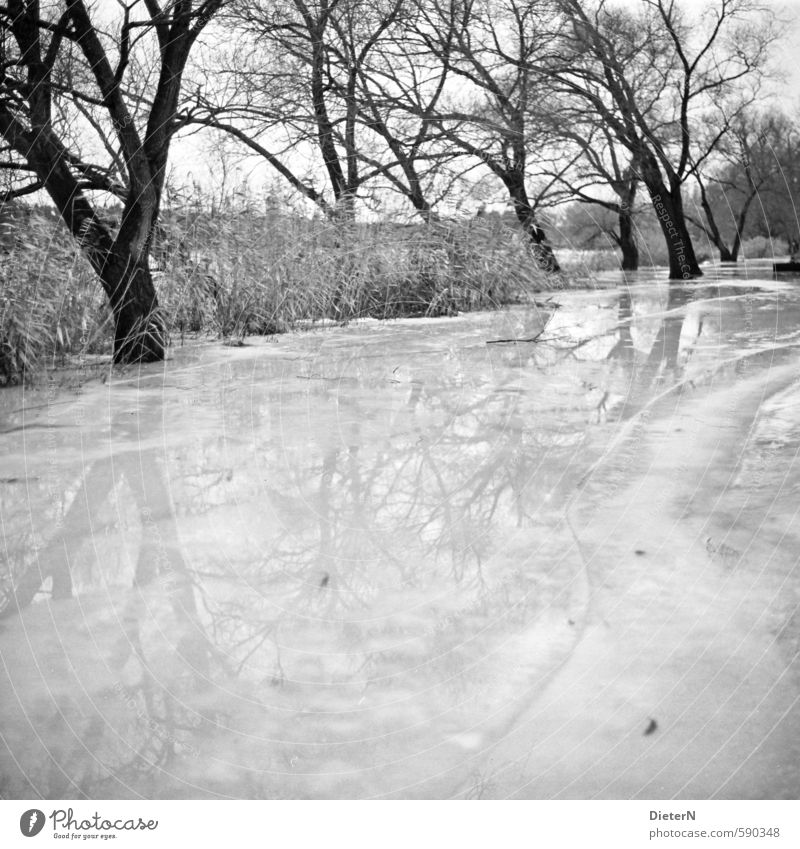 Spiegel Natur Landschaft Wasser Winter Klima Eis Frost Baum Seeufer Flussufer glänzend kalt schwarz weiß Wasseroberfläche Reflexion & Spiegelung Linie