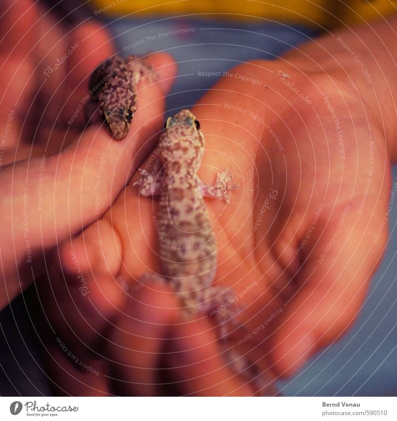 Erstes 2014 | Handzahm Gecko Tier Nacht Griechenland Ferien & Urlaub & Reisen Kind Farbfoto Außenaufnahme Schwache Tiefenschärfe Fleck gefleckt Kindheit