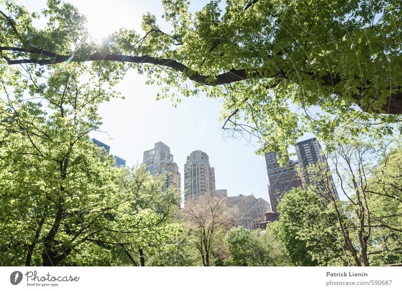 Central Park View Umwelt Natur Landschaft Urelemente Sonne Sonnenlicht Frühling Schönes Wetter Pflanze Baum Wald Stadt Stadtrand bevölkert Partnerschaft