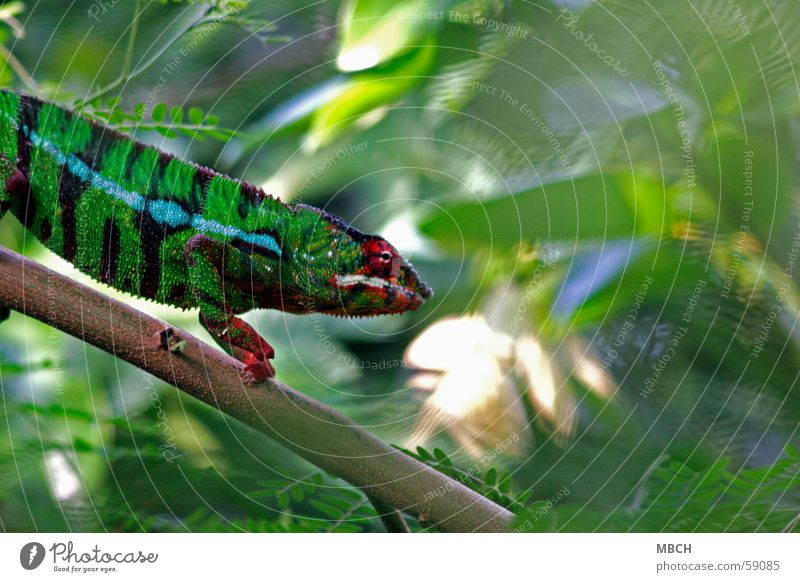 Auf der Jagd Madagaskar Leopard grün rot schwarz weiß Streifen gehen Muster Färbung Blatt Tier chameleon blau Klettern Zacken ats Wildtier