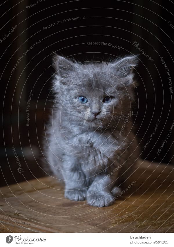 Cat Natur Tier Katze kuschlig klein schön blau braun grau schwarz Farbfoto Innenaufnahme Menschenleer