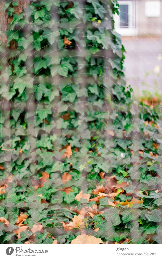 Köln UT | Pascha | Hinter dem eisernen Vorhang Umwelt Natur Pflanze Herbst Blatt Grünpflanze braun grau grün Gitter Eisen Zaun diffus Ranke durchsichtig viele