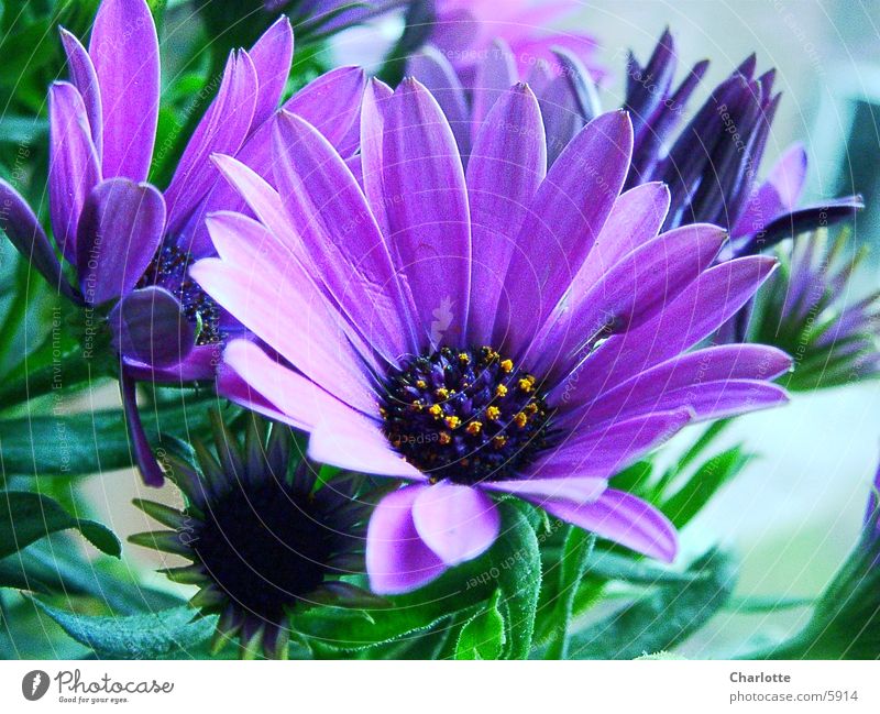 Blümchen, die zweite Blume zart violett Makroaufnahme