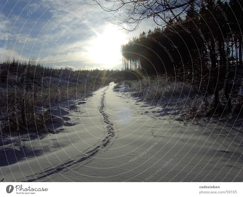 Footprints... weiß Winter Fußspur Tier sichtbar Stimmung schön Wald Wolken abgelegen Außenaufnahme Schnee kalt :-d Spuren stapfen Natur grüß-weiß Sonne Freiheit