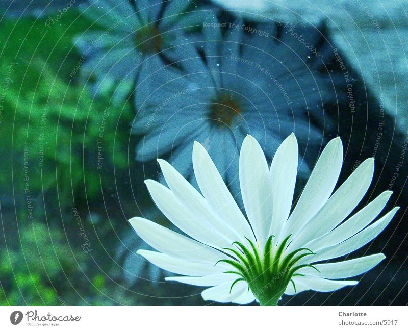 Spieglein, Spieglein Blume Fenster Reflexion & Spiegelung Fototechnik