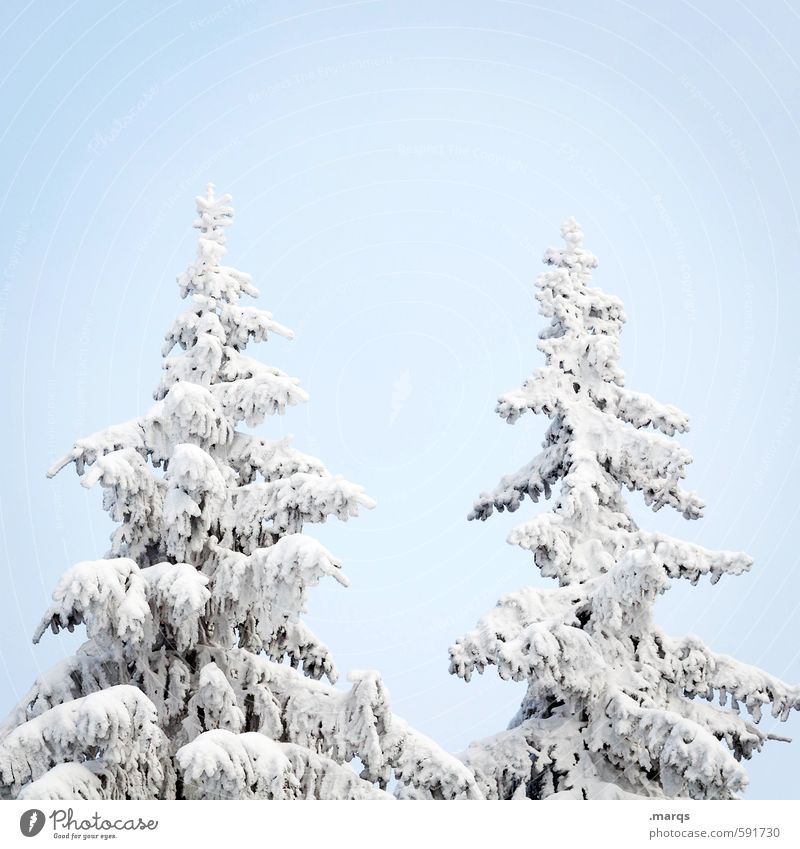 Spitze Winterurlaub Natur Wolkenloser Himmel Eis Frost Schnee Baum Fichte Baumkrone Zeichen einfach hell kalt schön Jahreszeiten Farbfoto Außenaufnahme
