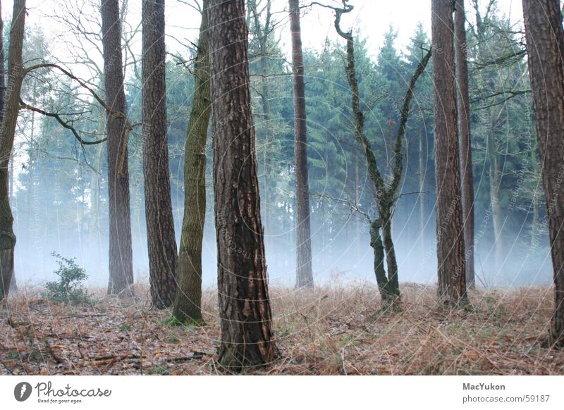 Nebel des Grauens... Wald Baum gruselig Angst