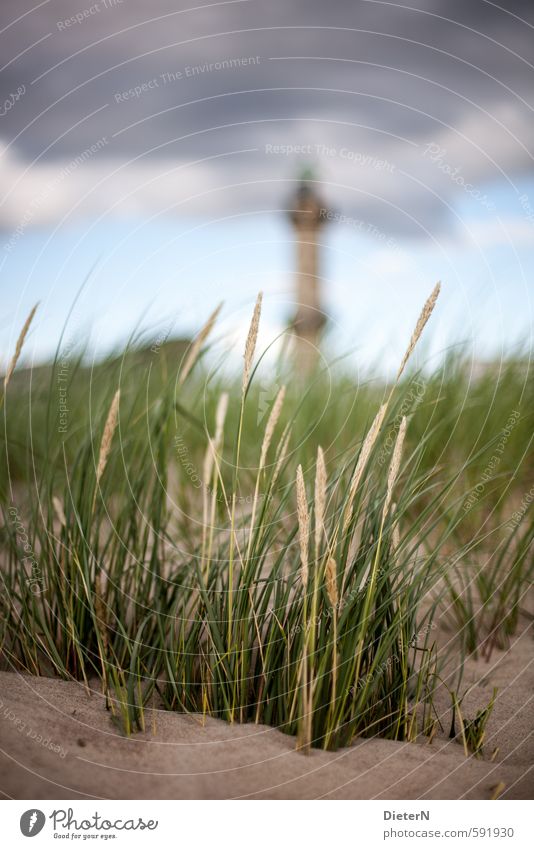 Strandhafer Landschaft Sand Wolken Sommer Pflanze Gras Küste Ostsee blau gelb grün Leuchtturm Warnemünde Stranddüne Farbfoto Außenaufnahme Menschenleer