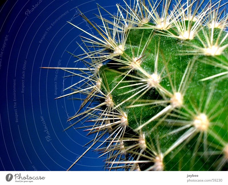 Scharf gestochen grün Kaktus groß frisch Außenaufnahme Makroaufnahme Nahaufnahme Sommer Wüste blau Himmel Stachel Spitze Scharfer Gegenstand