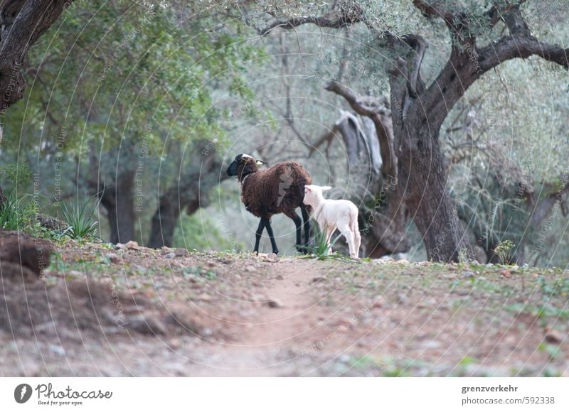 Kleinfamilie Olivenhain Nutztier Schaf 2 Tier Zusammensein Fürsorge Schafherde Lamm Familienfürsorge Familienglück Mutterliebe Mutter mit Kind Olivenbaum