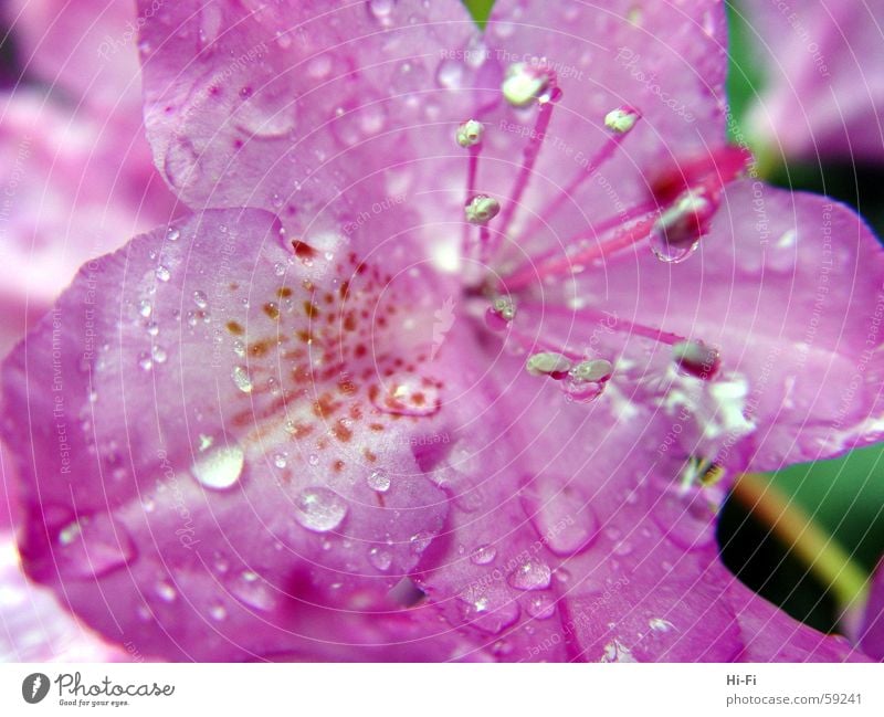Nasse Blüte Blume Natur springen Frühling Wassertropfen Makroaufnahme Regenwasser nahaufname flower rain