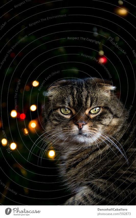 Katze im Porträt mit bunten Lichtern im Hintergrund Weihnachten & Advent Haustier Tiergesicht elegant kuschlig Stimmung Geborgenheit Warmherzigkeit ruhig