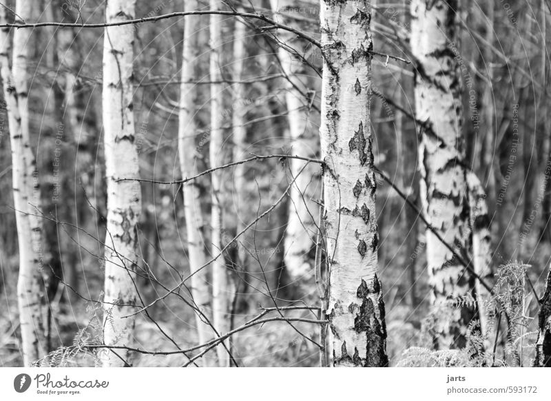 bäume Umwelt Natur Pflanze Winter Baum Wald einfach natürlich ruhig Birkenwald Schwarzweißfoto Außenaufnahme Menschenleer Textfreiraum links Tag