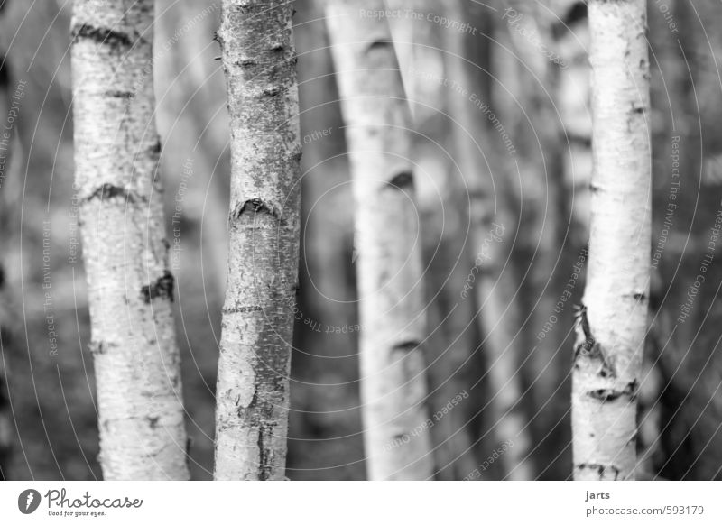 birkenStock Umwelt Pflanze Winter Baum Wald natürlich Gelassenheit ruhig Natur Birkenwald Schwarzweißfoto Außenaufnahme Nahaufnahme Menschenleer