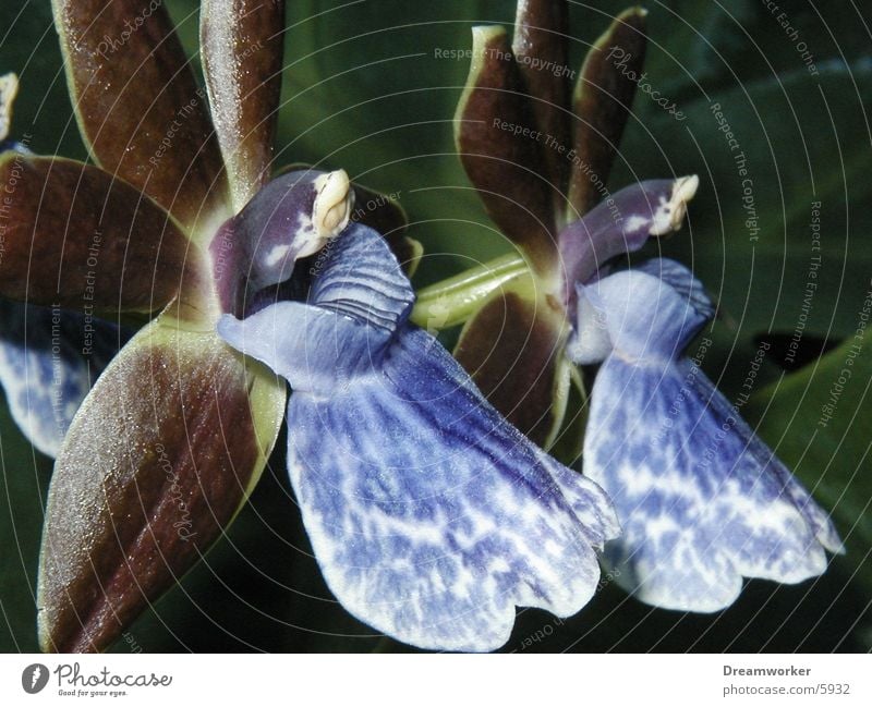 Blüte Pflanze 2 exotisch Orchidee zypopetalis Urwald hypophyten Duft